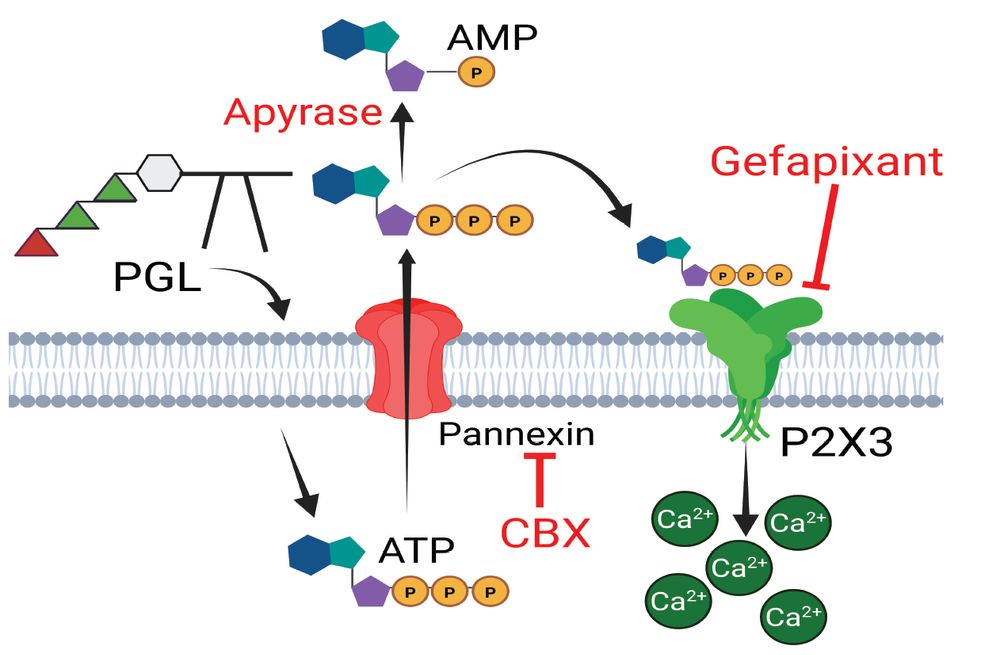 An image showing the role of ATP in neuronal activation
