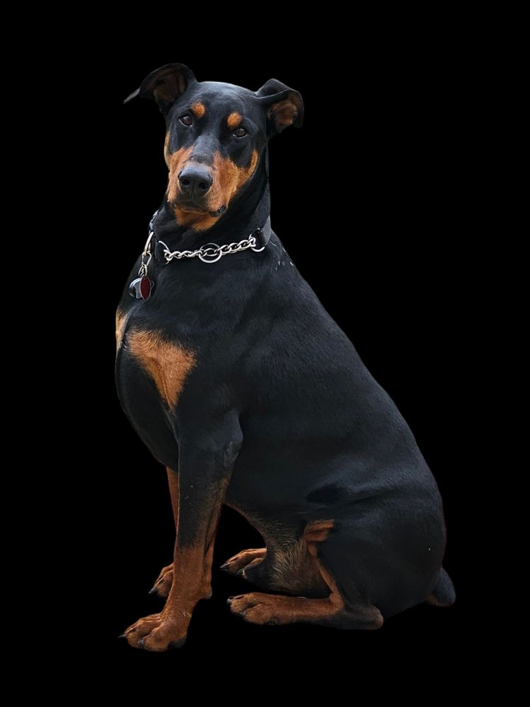 An image of a male Doberman Pinscher named Ralphie 