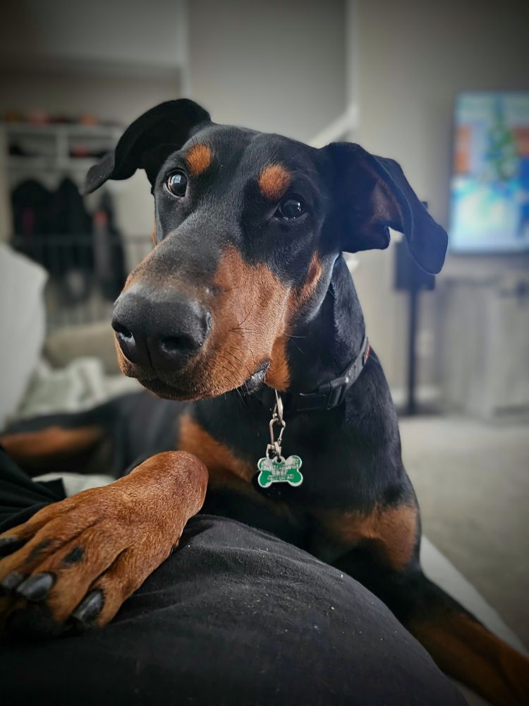 Ralphie being a lap dog