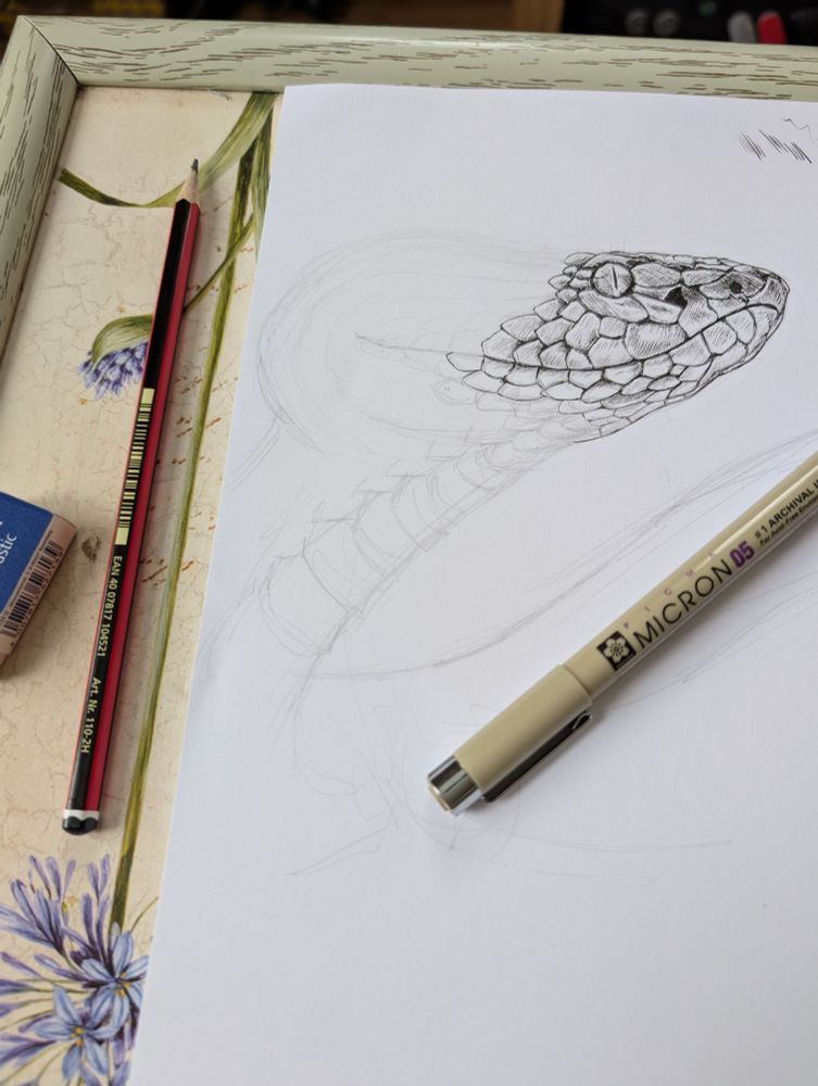 Drawing of a snake head