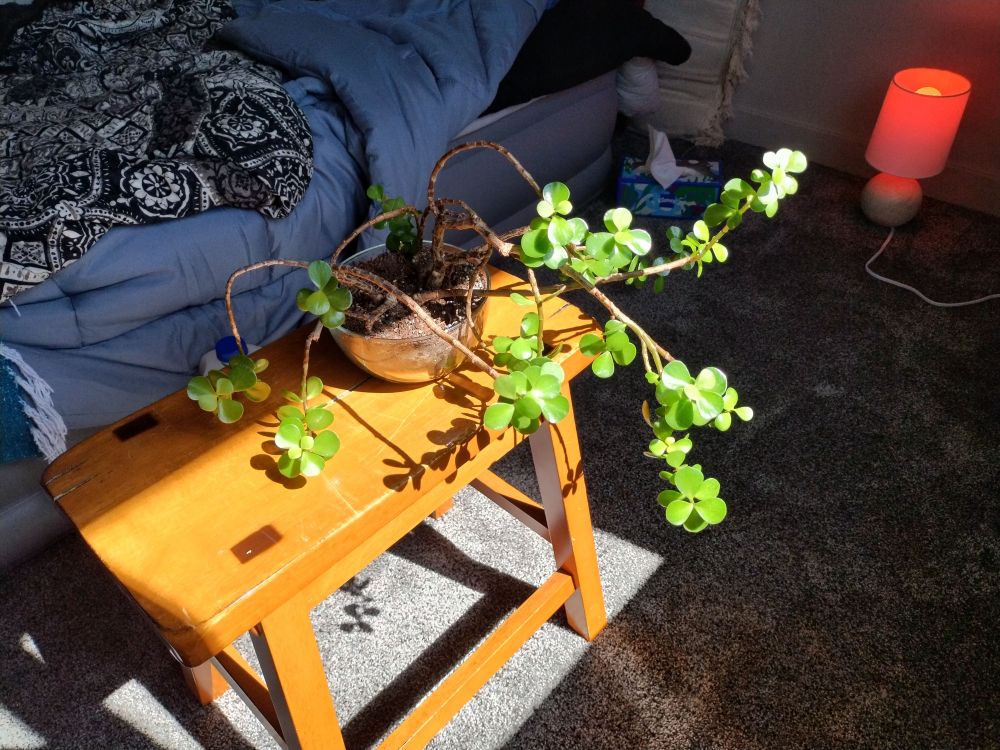 Photo of my plant, named "plant". I do not know what kind of plant it is, but I love it dearly.