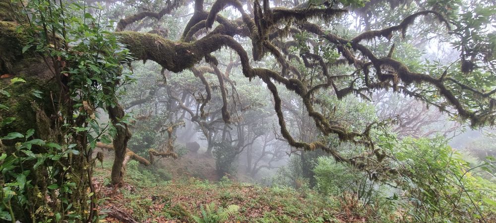 Wald in Nebel 