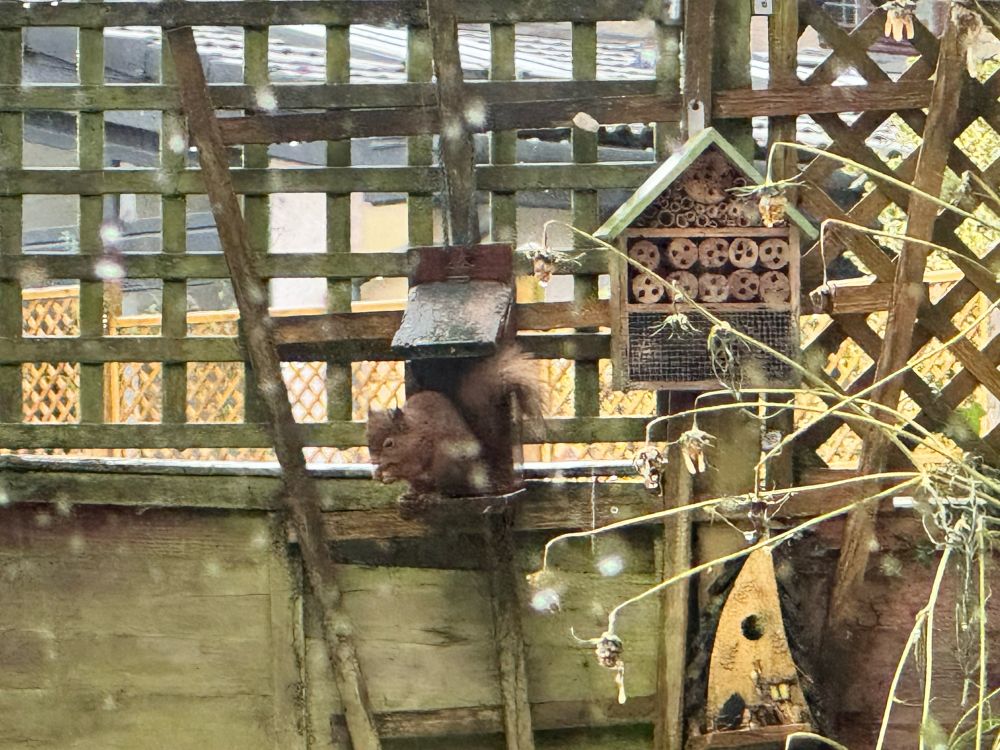 Red squirrel at feeder