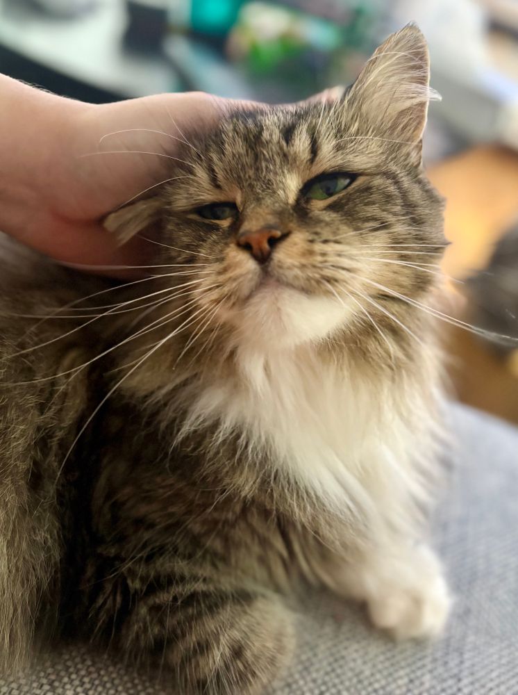 Katze wird am kopf gekrault und guckt genießend. Nicht zu sehen aber zu hören: schnurren