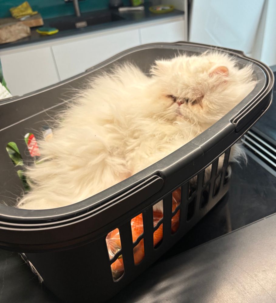 Katze im einkaufskorb auf dem herd 