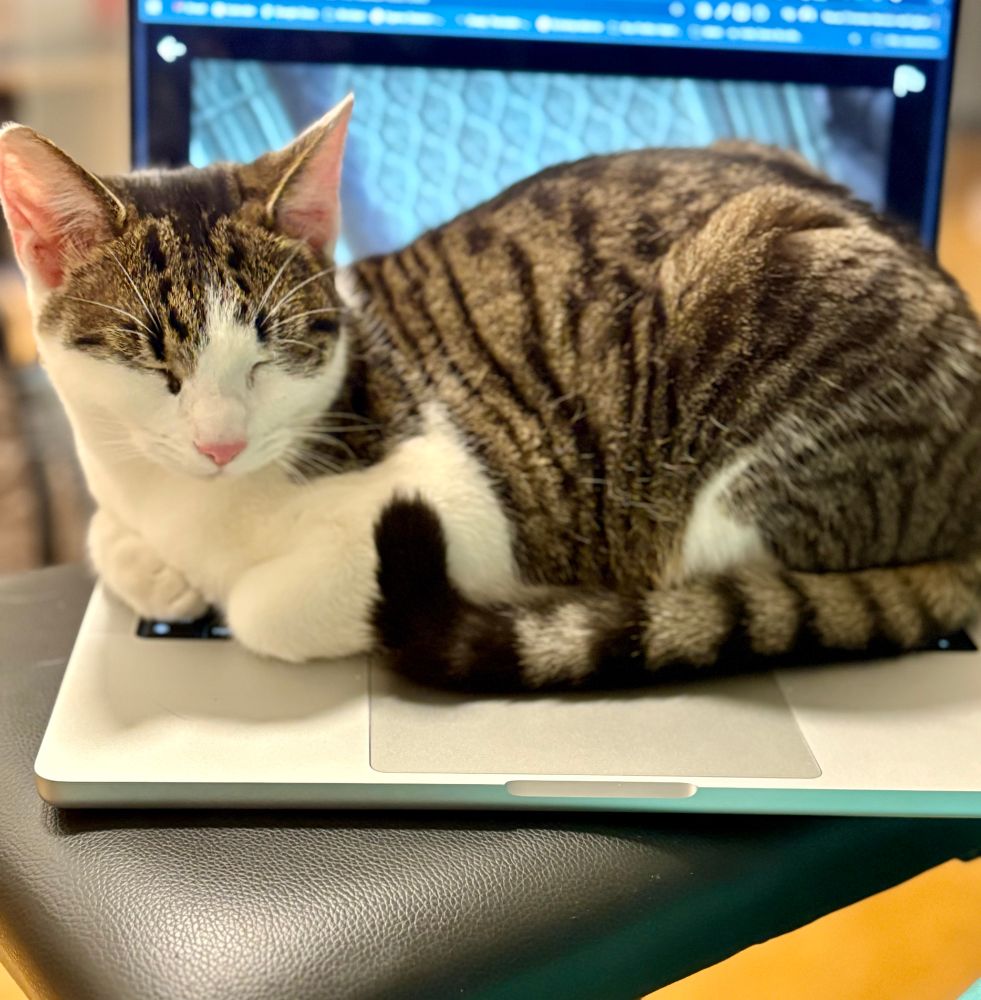 Katze schläft auf Macbook
