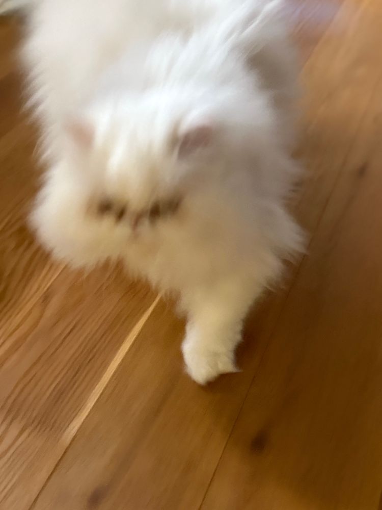 Verschwommenes Bild einer weißen Perserkatze