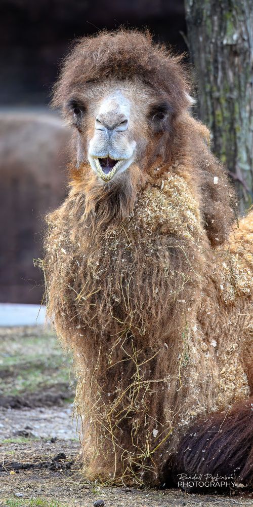 A head and neck shot of a bactrian camel laying on the ground.