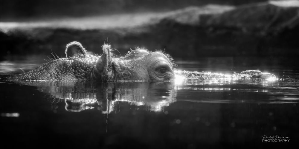 A hippopotamus floats in the water with its head just far enough out of the water to expose his eyes, ears, and nose.