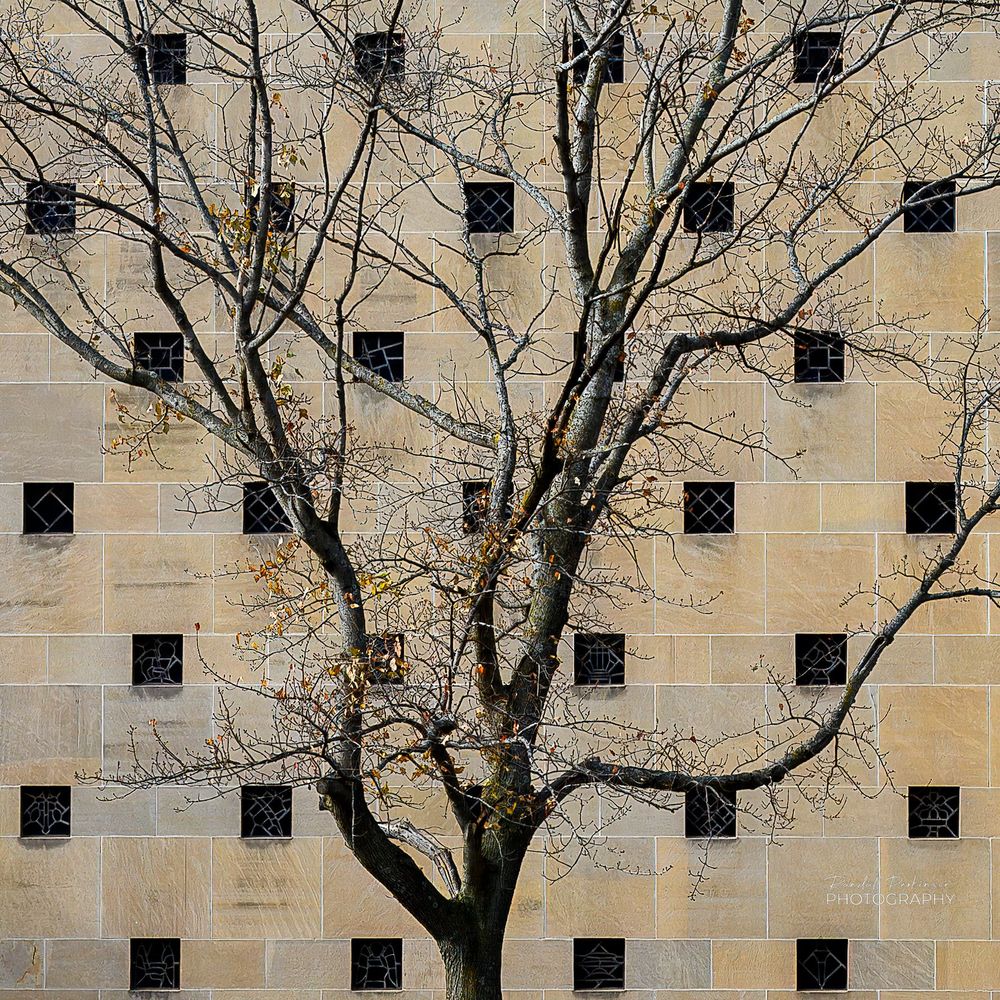 A bare tree with branches growing in random directions sits in front of the exterior wall of a church building with dozens of small stained glass windows in a symmetrical pattern.