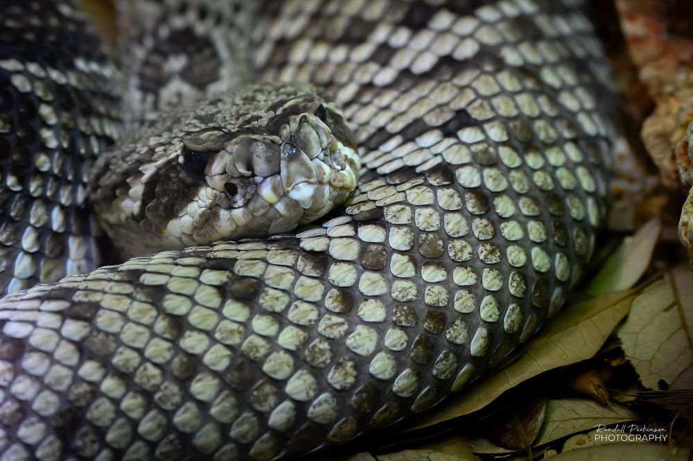A curled up eastern diamondback rattlesnake curled up with his head resting on his body.