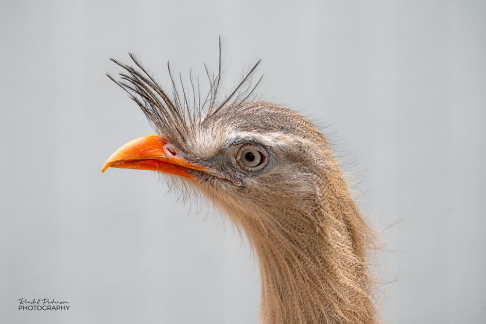 Head shot of a red-legged seriema.  He has an orange beach and long feathers reaching upward between his beak and his eyes.