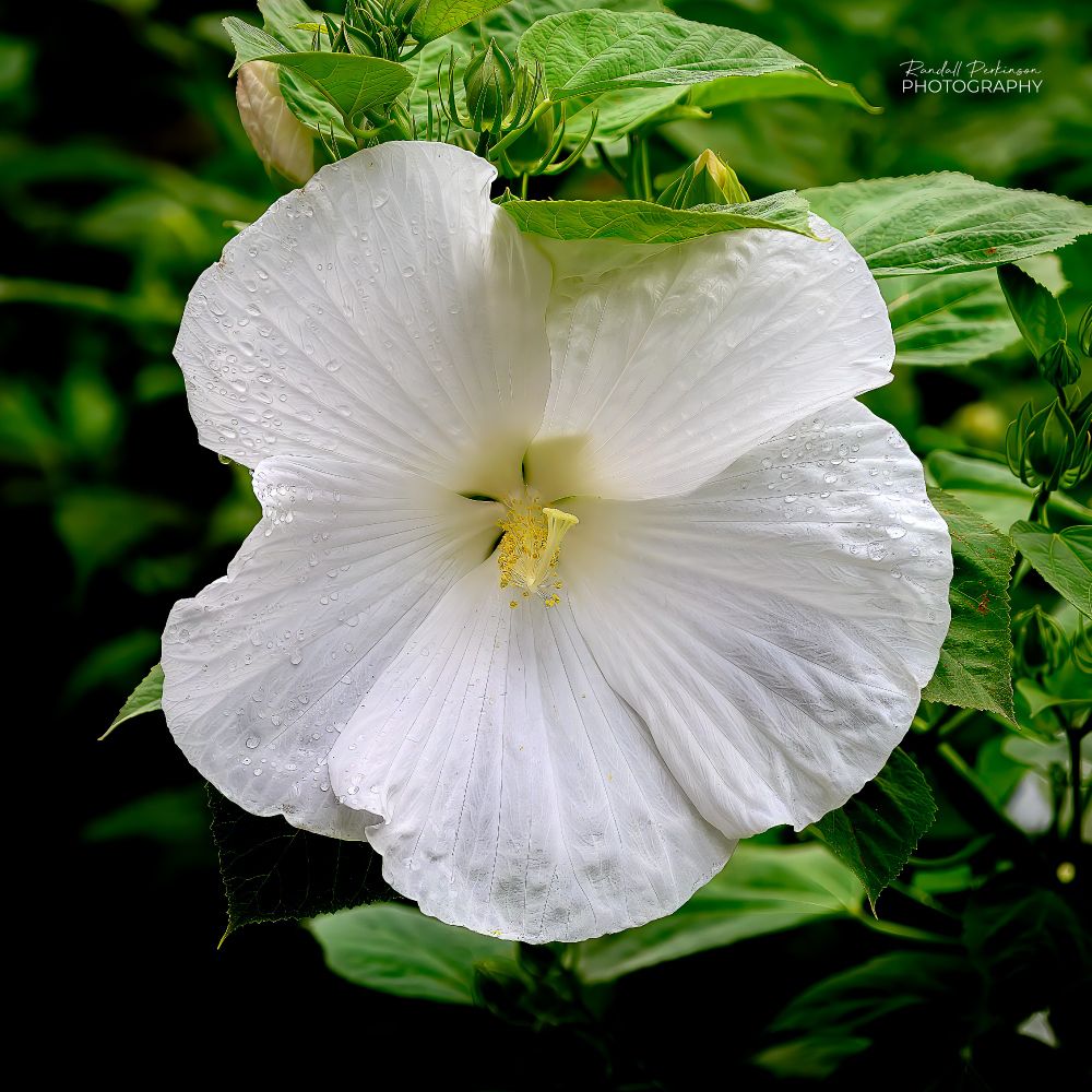 closeup of a single rose mallow blook with white petals and yellow center.