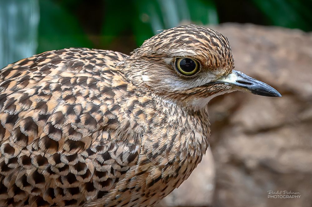 Closeup side view of a Cape Thick-Knee bird head and body.