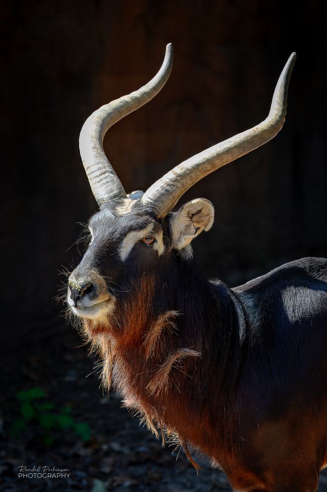 Closeup of a Nile Lechwe with a pair of beautiful curved horns.