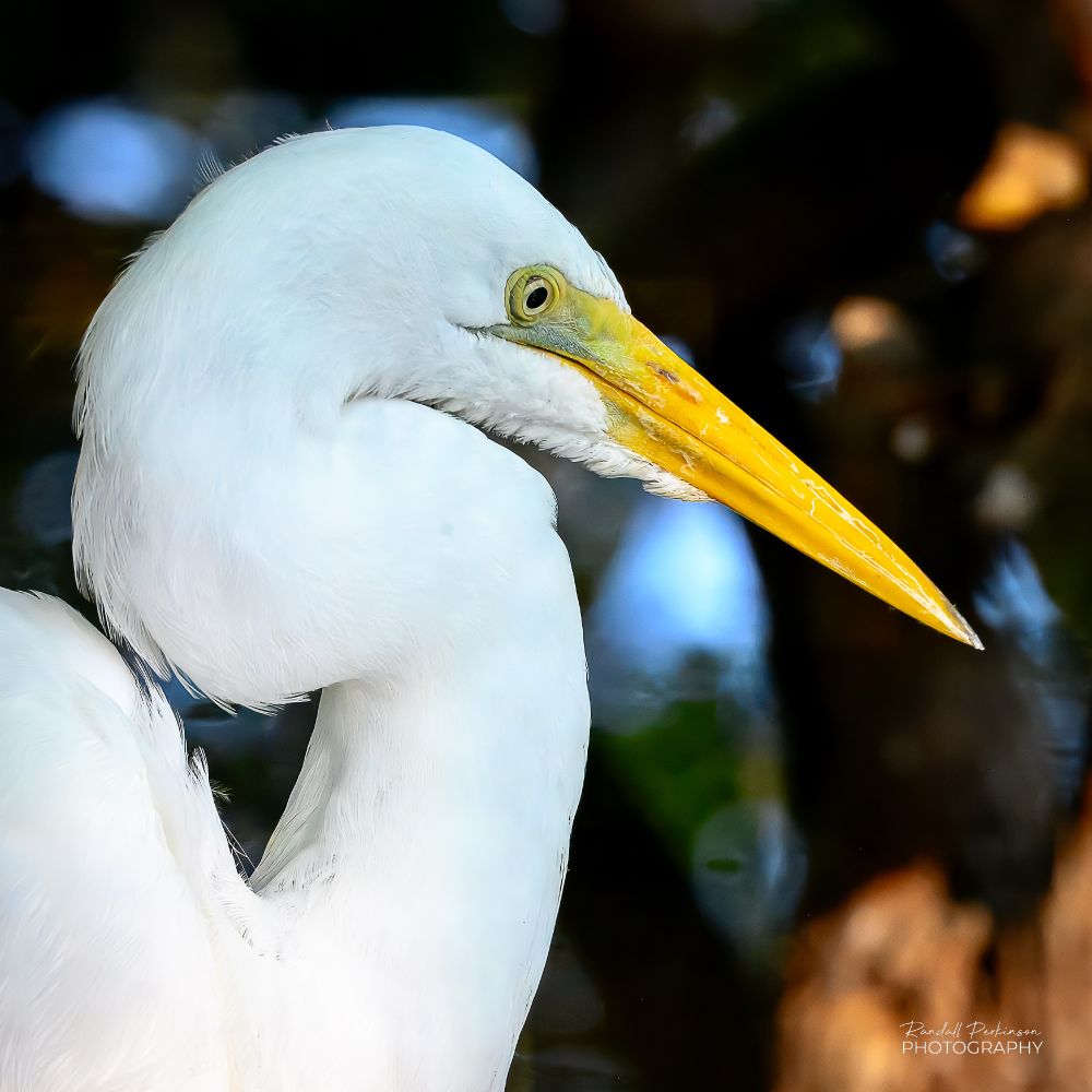 A headshot of a white Great Egret with a long yellow bill.  Its head is pulled down causing the neck to almost fold into an S shape.