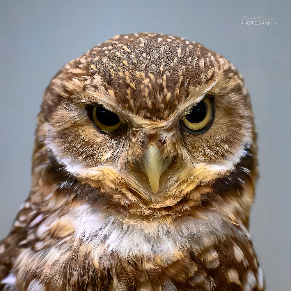 Head and shoulders of a burrowing owl that has brown, tan, and white feathers.