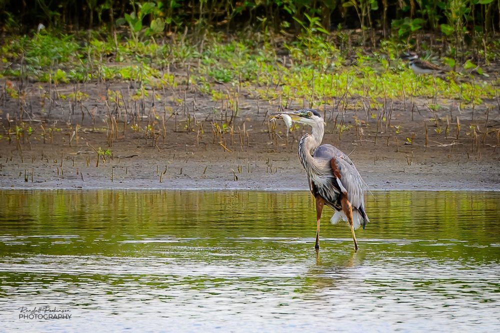 A great blue heron stands in a shallow pond holding a fish in its mouth it had just caught.