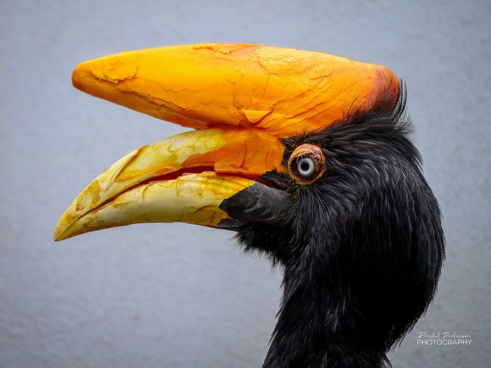 A side view of the head of a rhinoceros hornbill.  The bird has a large  orange "horn" above it's beak that amplifies sounds it makes.  The feathers on the head and down the neck are black.