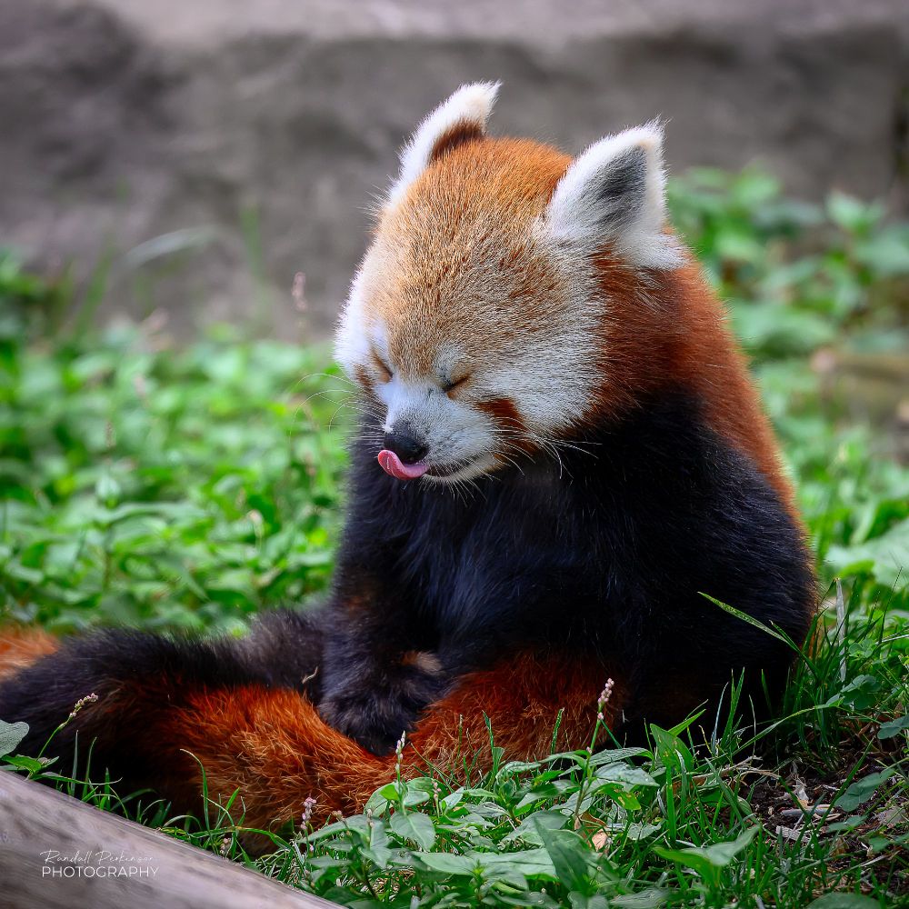 A small red panda sitting on the ground with his tongue reaching up to try to touch his nose.