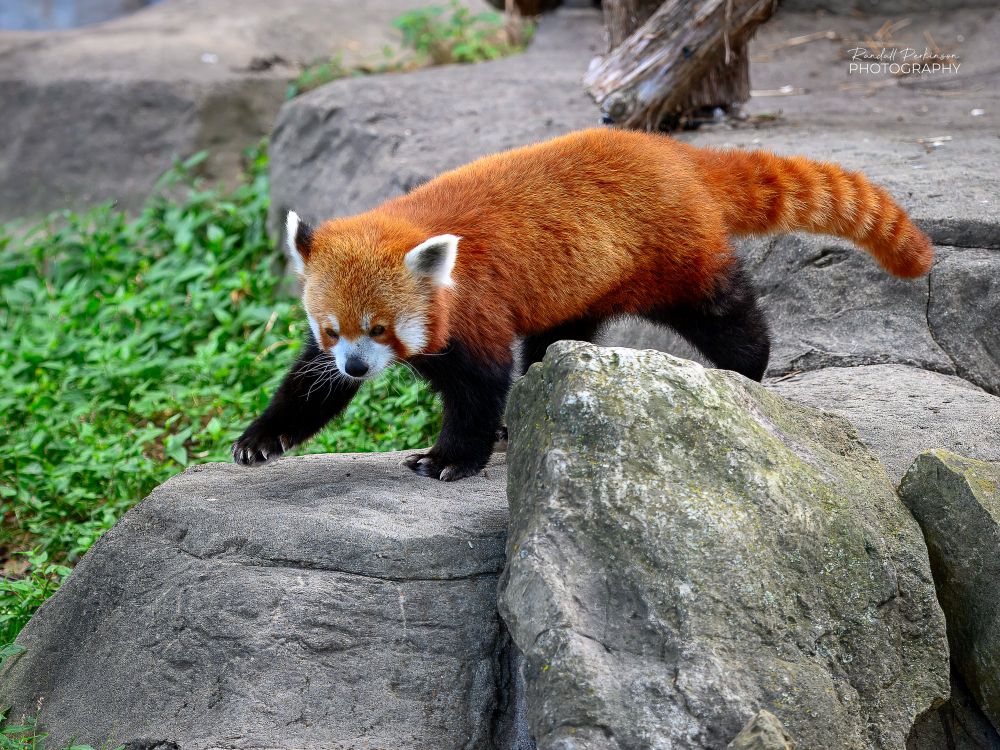 A red panda walks across large boulders in its outdoor exhibit area.