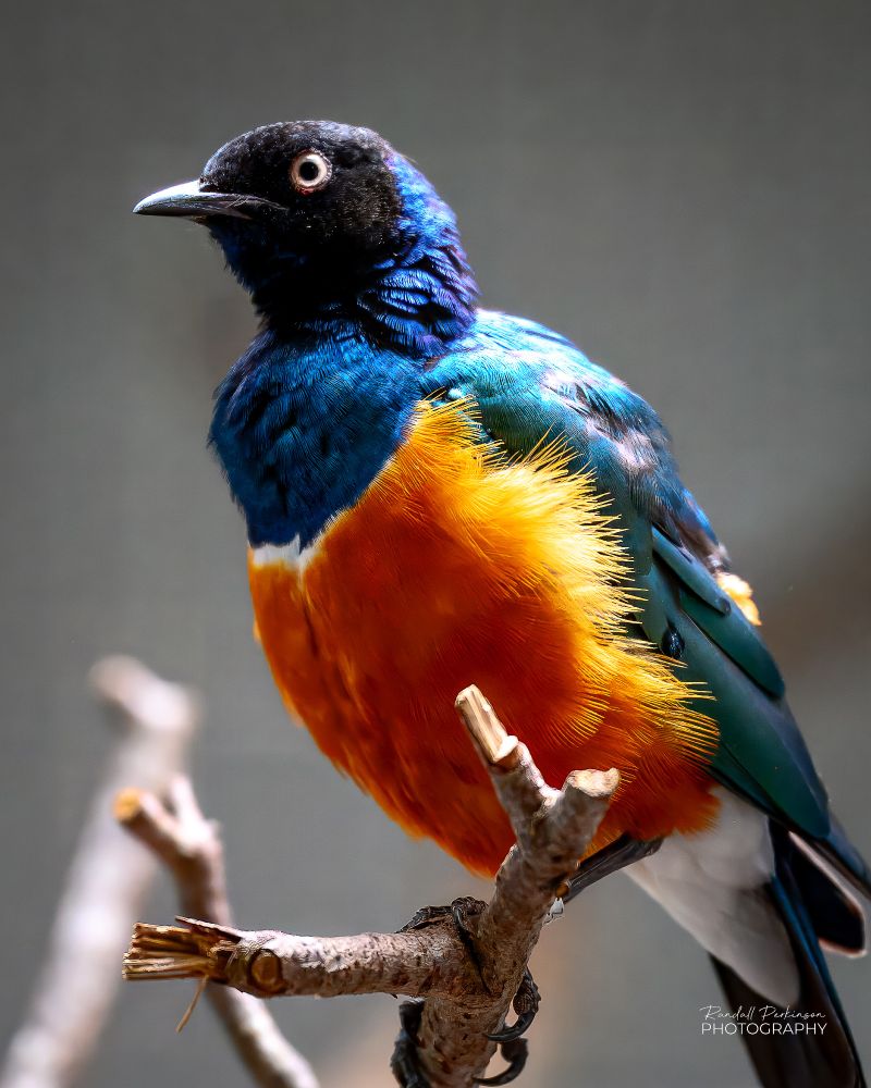 A supurb starling stands on a tree branch.  The bird has black to purple feathers on the head.  Blue/grean/teal feathers on the upper chest.  Orange/rust colored feathers on the lower chest and green feathers on its wings.