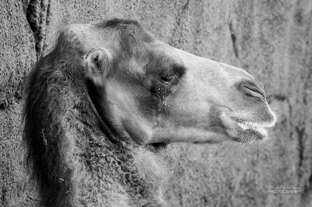 Head shot of the right side of a bactrian camel laying down next to a rock wall at a zoo.