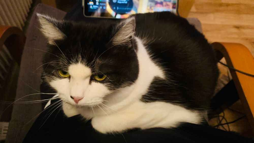 Eine schwarz-weiße Katze ruht auf dem Schoß einer Person und blickt direkt in die Kamera. Im Hintergrund sind ein Holzstuhl und ein elektronisches Gerät zu sehen. Die Katze hat auffällige gelbe Augen und eine entspannte Haltung.