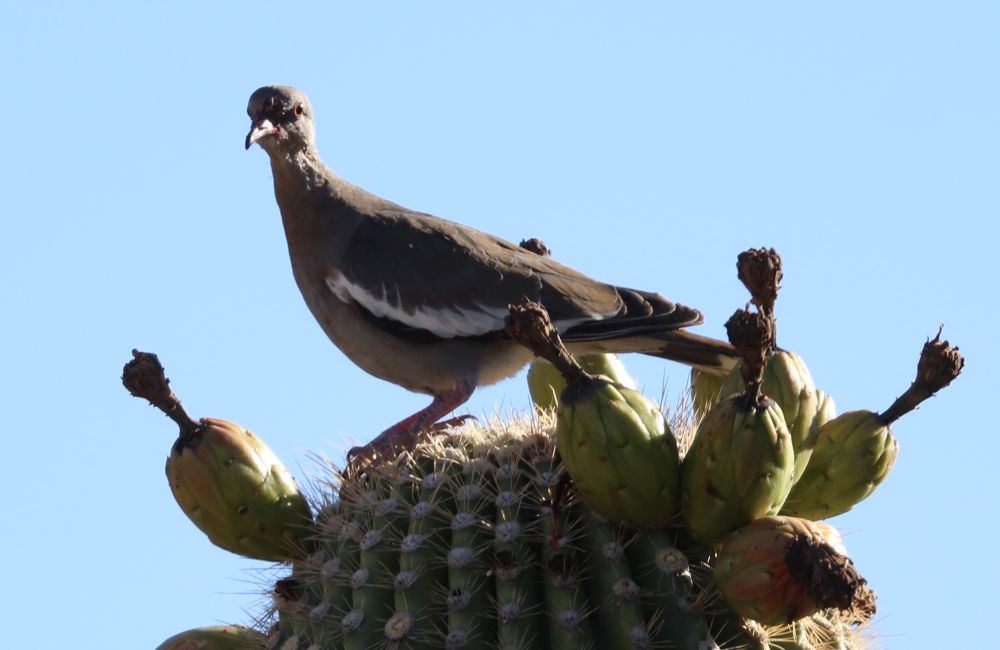 A White-winged Dove on top of a Saguaro cactus