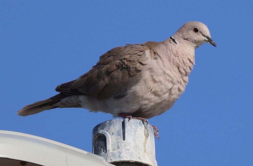 African Collared Dove