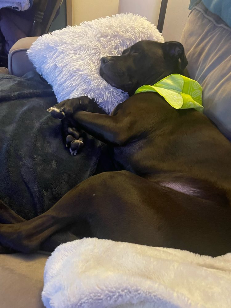 A napping black pit bull mix dog wearing a lime green bandana. 