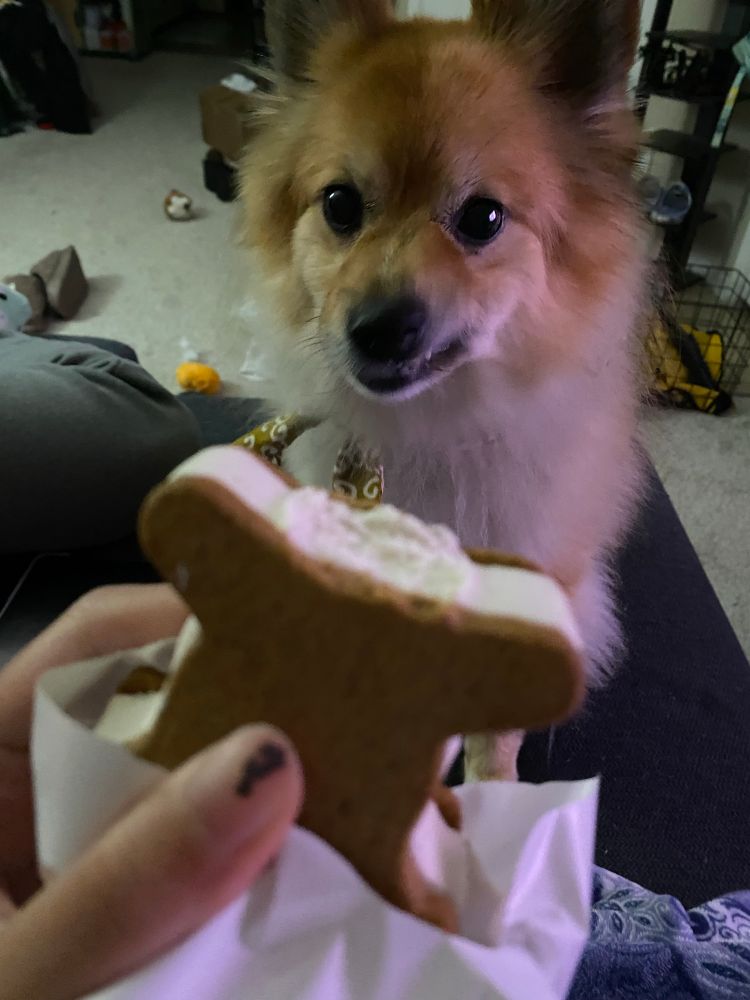 evil pomeranian wants my gingerbread ice cream sandwich