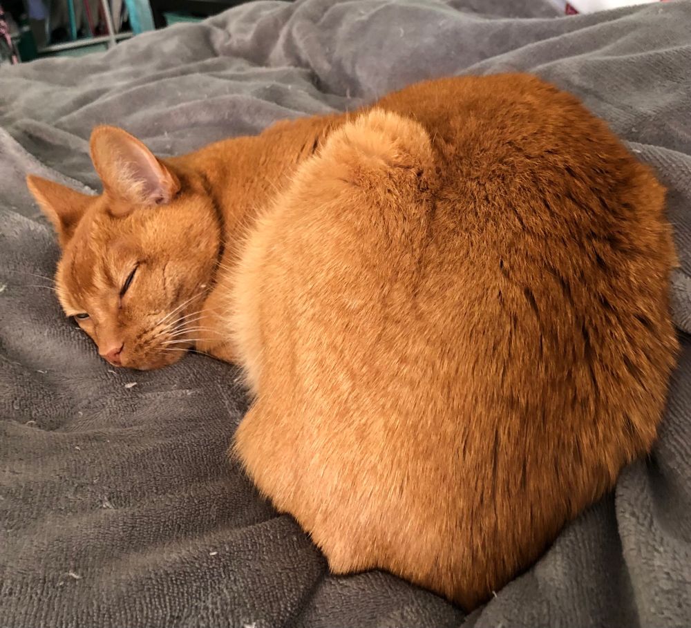 orange cat curled up