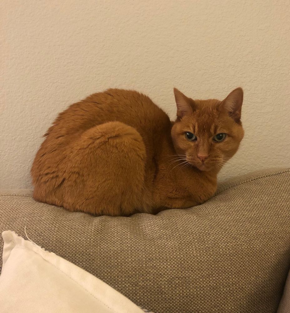 orange cat loaf. his back looks like the hump of a camel. 