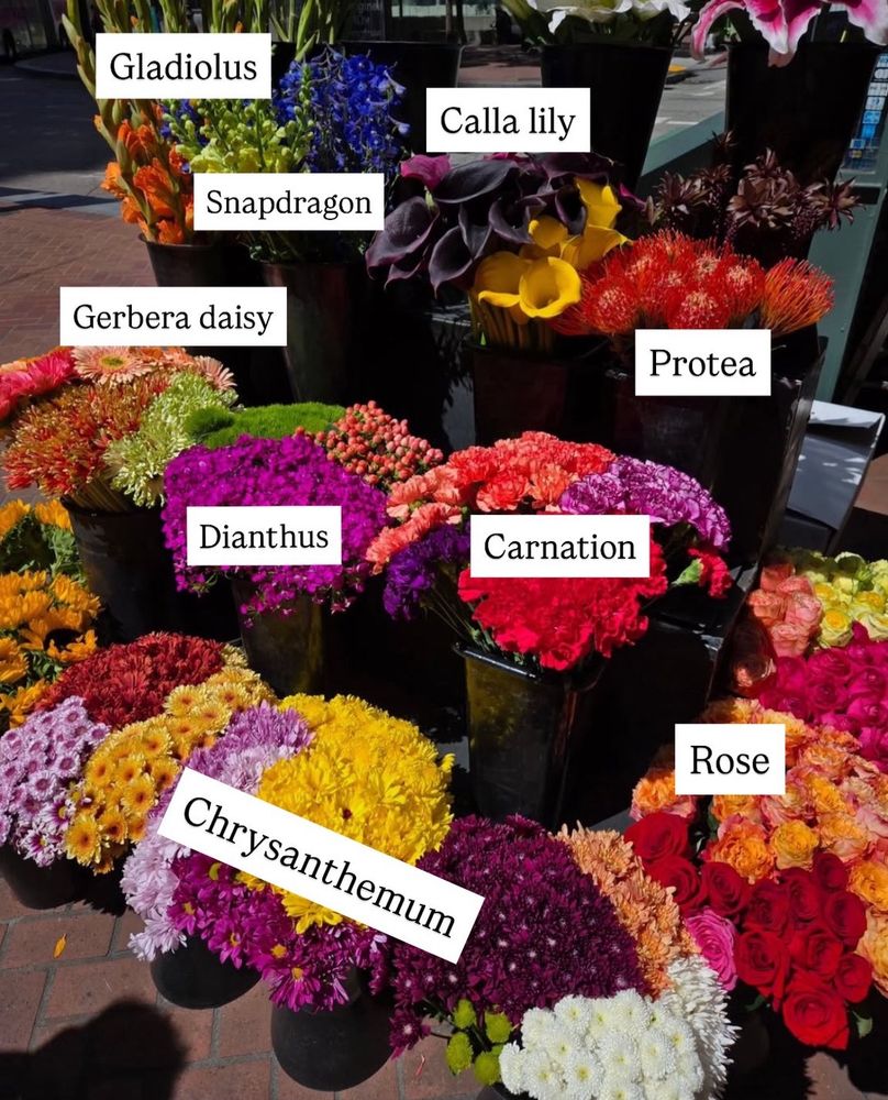 A photo Namjoon took of tons of colorful flowers in black buckets. There are chrysanthemum, dianthus, carnation, roses, Gerbera daisy, protea, calla lily, snapdragon, and gladiolus labeled.