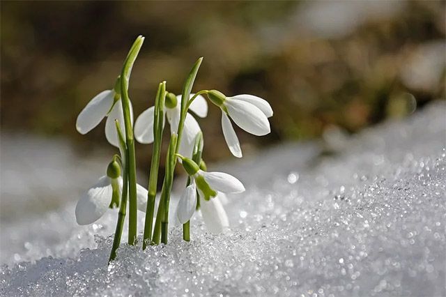 A small group of delicate, bell-shaped white snowdrops blooming through the snow.