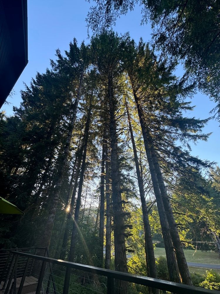 A picture of tall Douglas fir trees backlit by the setting sun.
