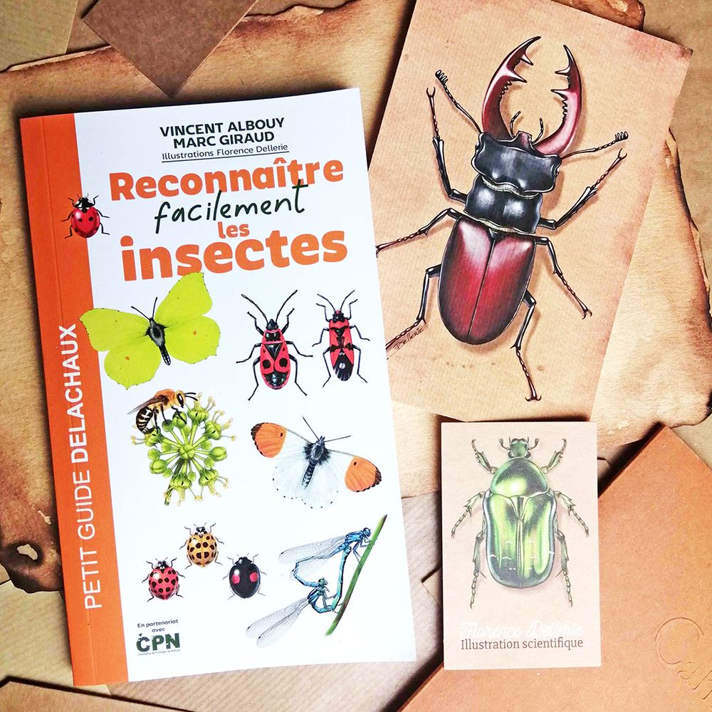 Photo montrant le livre "Reconnaître facilement les insectes", le tirage d'art (illustration de lucane cerf-volant mâle) et ma carte de visite (illustrée d'une cétoine dorée). Le tout est posé sur différents papiers dans les tons de marron, sépia et papier kraft.