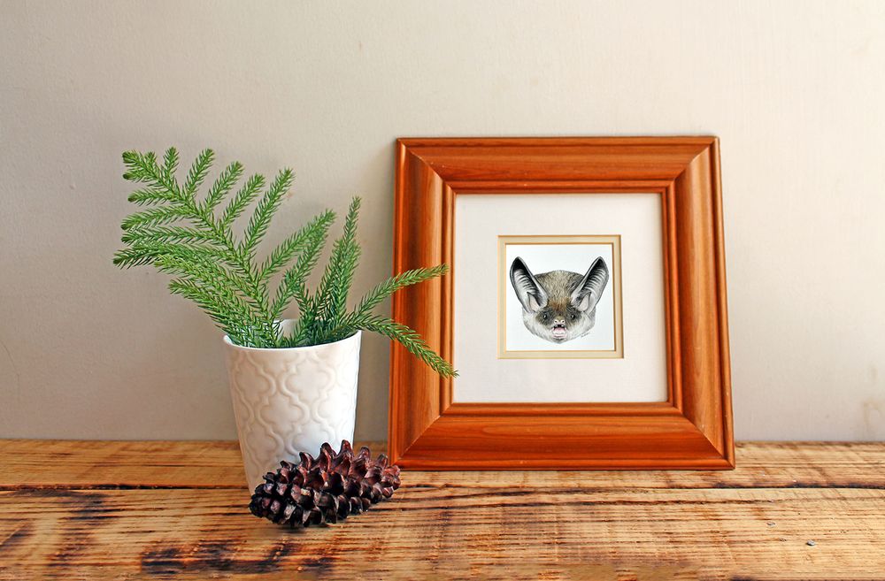 Mise en scène montrant l'aquarelle du Murin, encadrée et posée sur une table à côté d'une plante verte avec un cône de résineux.