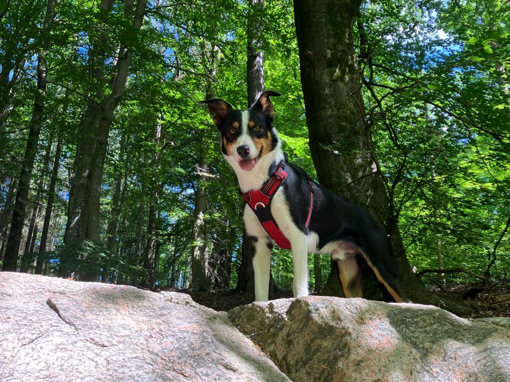 tri color border collie standing on a rock  