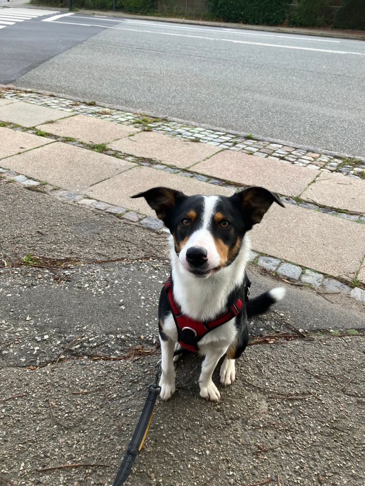 Border collie sitting and smiling at the camera 