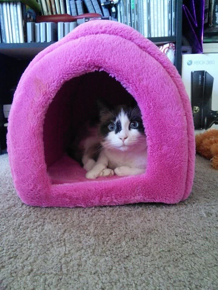 A white and brown cat with blue eyes peeks out of a fuzzy pink enclosed pet bed.
