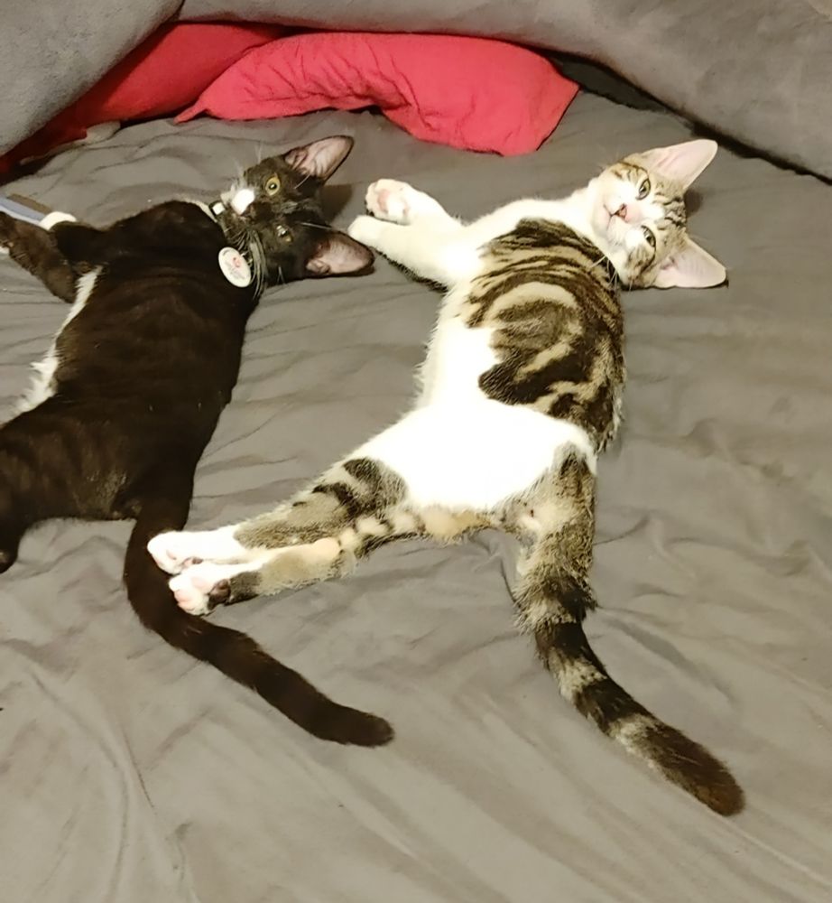 My kittens, Eno Baby and Patty Briggs, posed exactly the same on my bed, looking over their shoulders at me as I entered my bedroom.