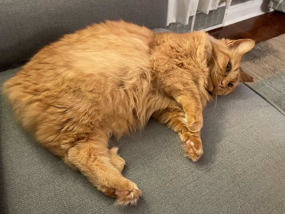 An adorable long-haired orange cat with no tail is laying on a gray couch.