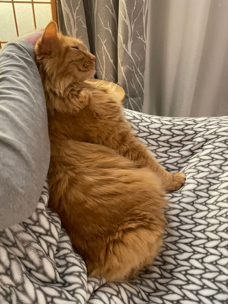 A tailless long haired orange cat is seated on a grey and white patterned blanket. 