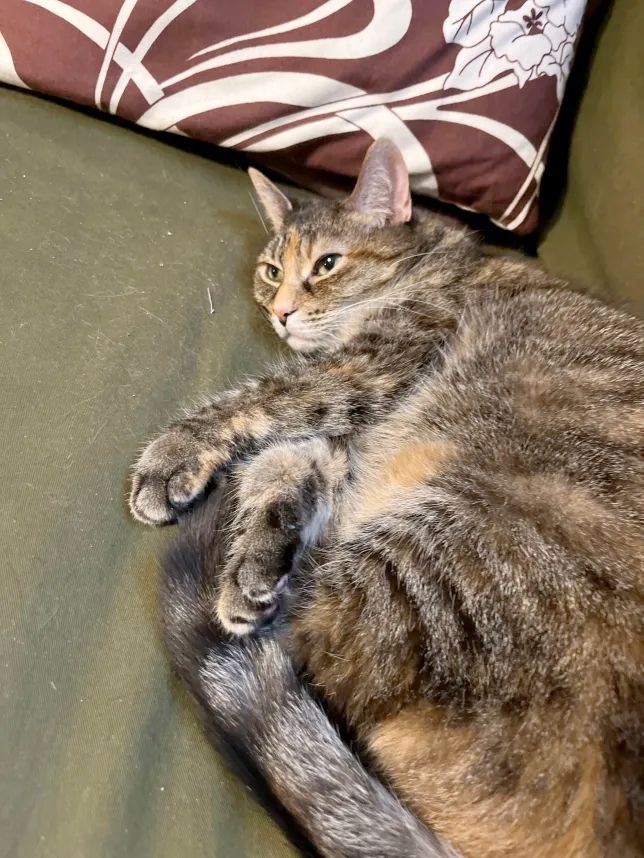 Tabby cat lounging on a green futon with her arms crossed