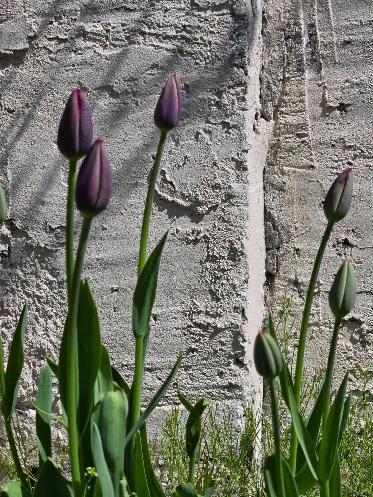 Queen of the Night tulip buds. Black with red highlights  and green buds against a white wall. Some elongated green leaves.
