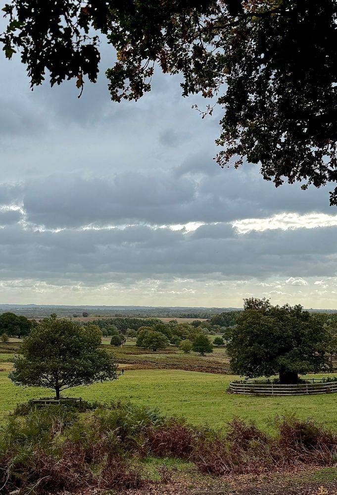 View from a higher up on Bradgate Park, Leicestershire looking out across then park and towards the dirt from under a tree.  Branches above at top of picture.  