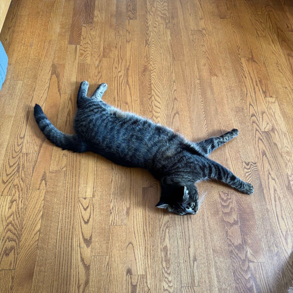 A standard issue tabby cat lying stretched out on a wood floor