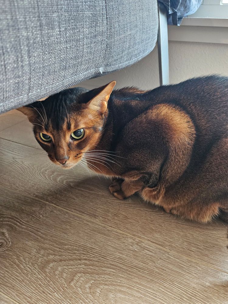 a cat crouching under a couch
